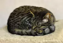 Entspannende Techniken für gestresste Katzen.