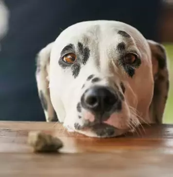 Wie man Hunde dazu bringt, während des Essens nicht zu betteln.