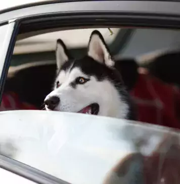 Die besten Möglichkeiten, um Hunde auf Reisen vorzubereiten.