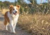 Grannen beim Hund: Symptome, Entfernung & Schutz Hund läuft neben trockenem Gras mit reifen Grannen